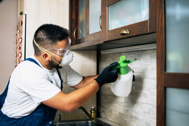 Best Local Pest Control Services  in Burlington, CO