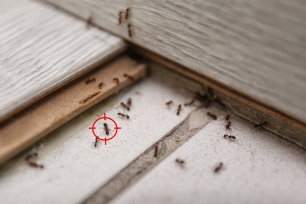 Best Bed Bug Extermination  in Burlington, CO