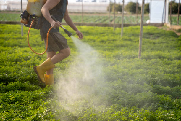 Reliable Burlington, CO Pest Control Solutions