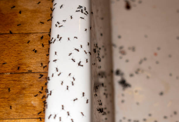 Best Pest Inspection Near Me  in Burlington, CO